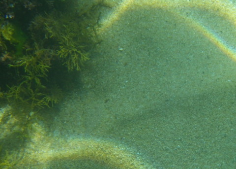 笹川流れの海で砂地で擬態しているヒラメ