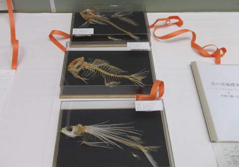 魚の骨格標本