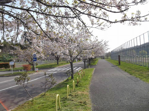 加瀬沼公園の桜は満開