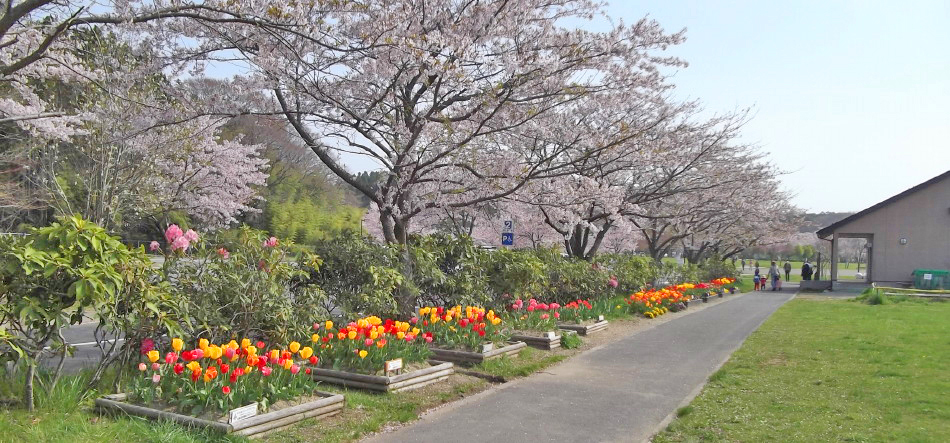 加瀬沼公園の管理棟近くで咲いている桜とチューリップ
