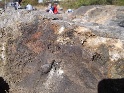 化石掘り開始！