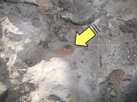 2枚貝の化石を発見！
