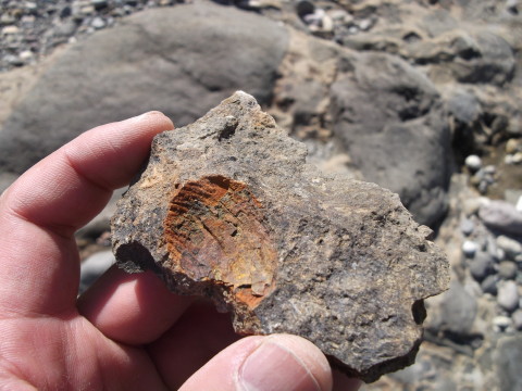 化石の跡が付いている