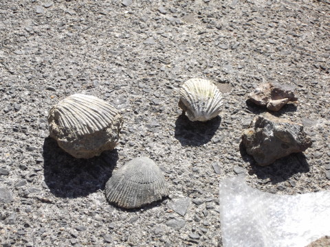 先生方が採集した貝の化石
