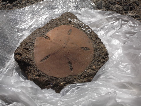 ムカシスカシカシパンの化石