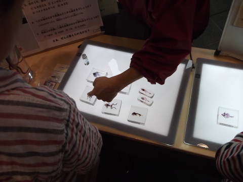 骨格標本の展示