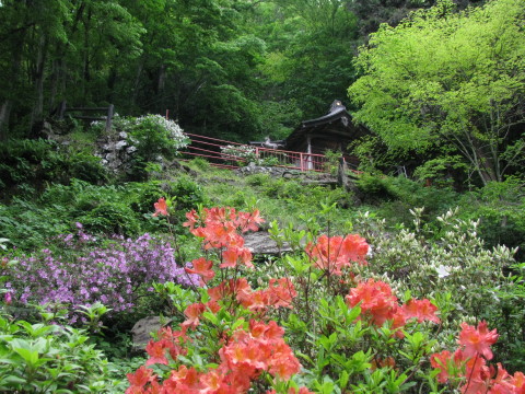 生出森八幡神社に咲いている花