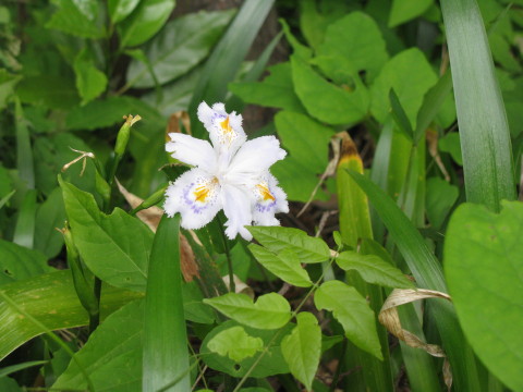 歩道に咲く、謎の花