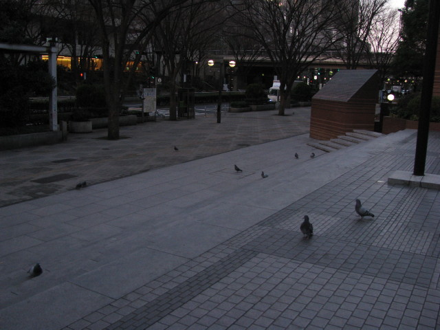 新宿の道にいる鳩。人が近づいても全然逃げない