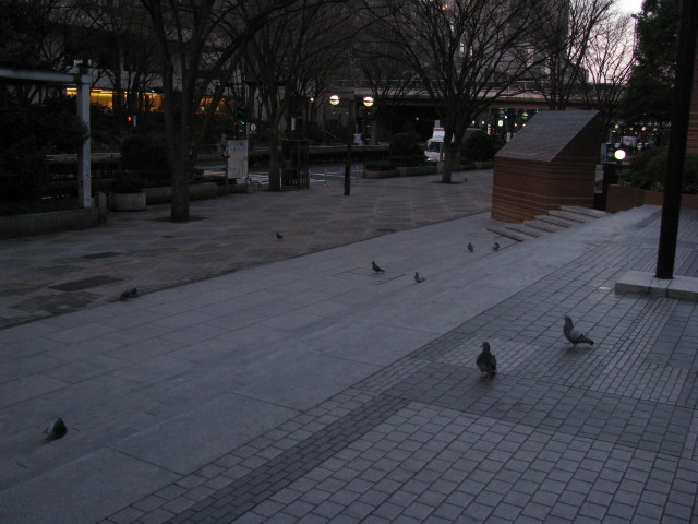 新宿の道にいる鳩。人が近づいても全然逃げない