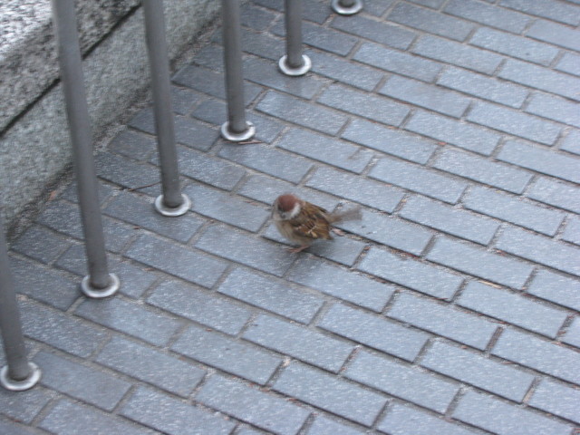 新宿に住んでいる雀。人が近づいても逃げる気配が無い