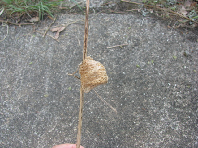 草むらで見つけたかまきりの卵