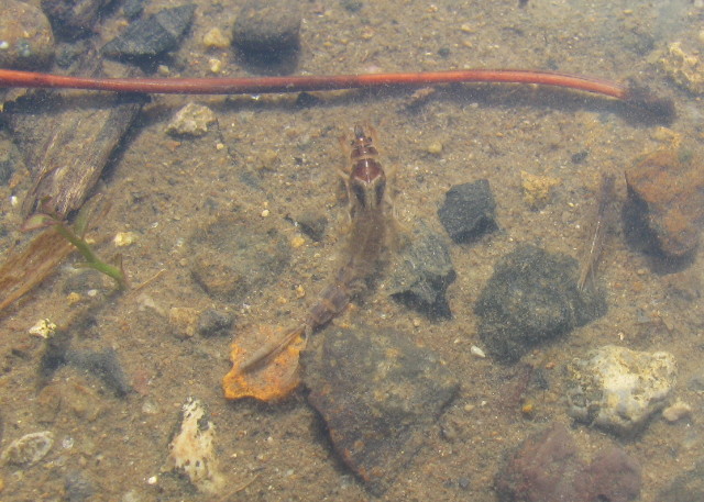 ダムの水辺にいた川虫