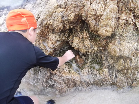 笹川流れの桑川海水浴場でイソギンチャクと遊ぶ