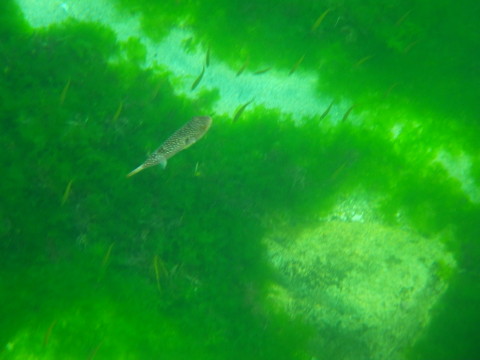 笹川流れの海，フグ
