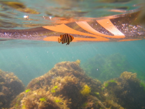 浮き輪についてくる縦縞模様の魚