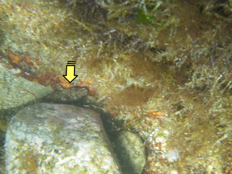 笹川流れの海にいたアイナメ