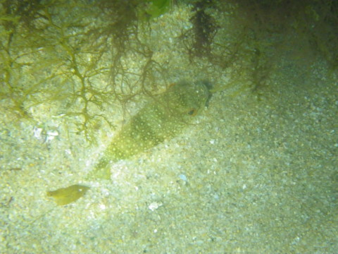 砂に潜って休憩している河豚