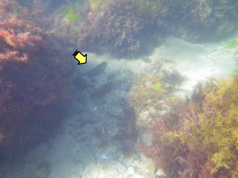 大きな魚が泳いでいた