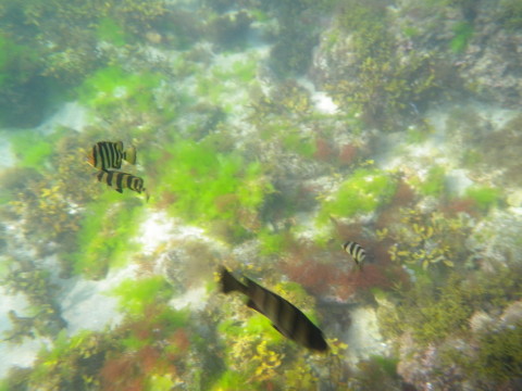 笹川流れの海にいた縦縞模様の魚