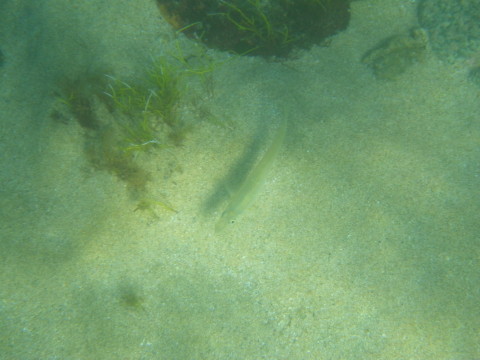 笹川流れの海にいた魚「キス」