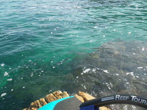 足元の海には魚が沢山