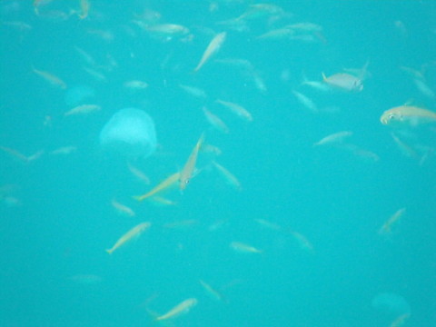 小魚とクラゲの群れ