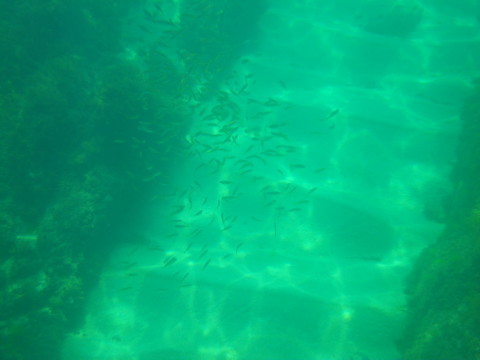 海底の方にも小魚の群れ