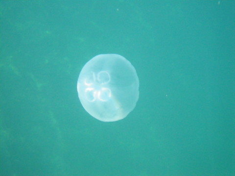 笹川流れの海を泳ぐクラゲ