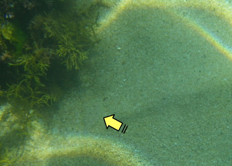 擬態したヒラメがいる場所はここ