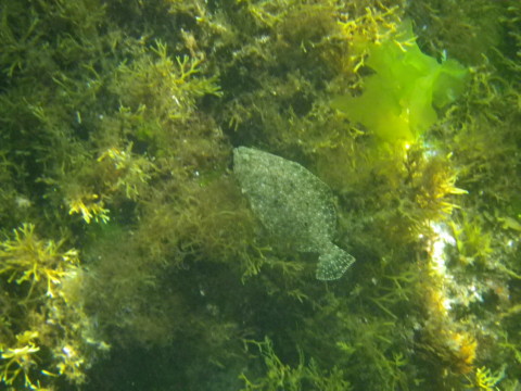 岩を上っていくヒラメ