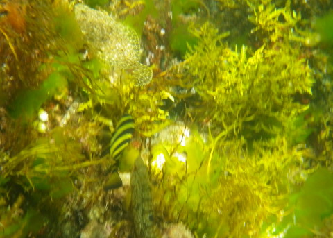 ヒラメ、アイナメ、縦縞模様の魚