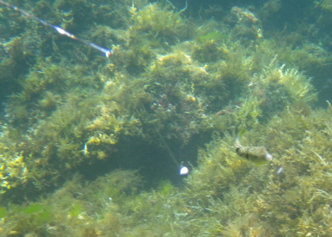 水中釣りでフグが釣れそう