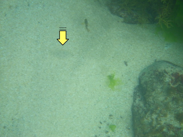 擬態したカレイ