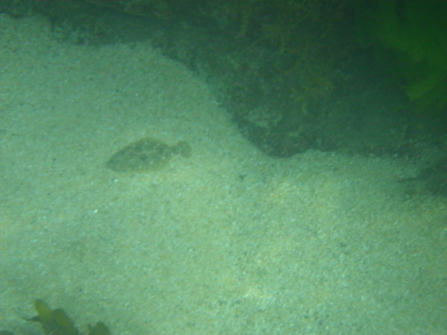 シュノーケリングでカレイを発見