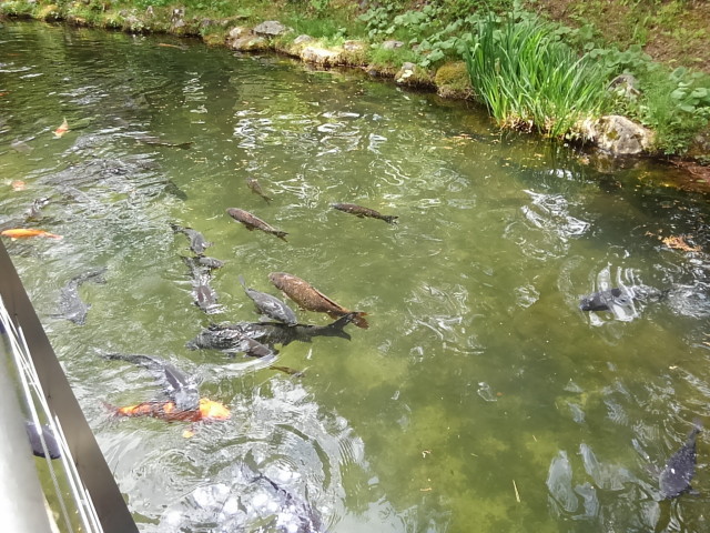 天水舎の周りを泳ぐ鯉