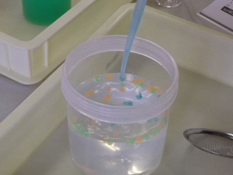 「科学の祭典2014」で「人口イクラを作ろう」に挑戦