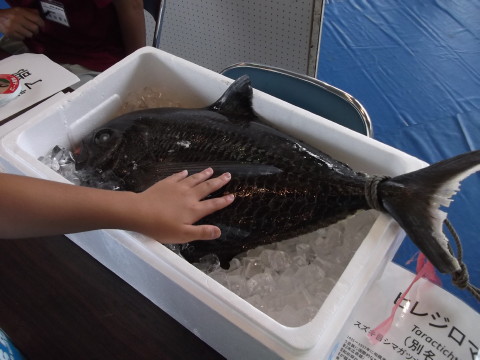 宮城水産高校の体育館で大きな魚に触る