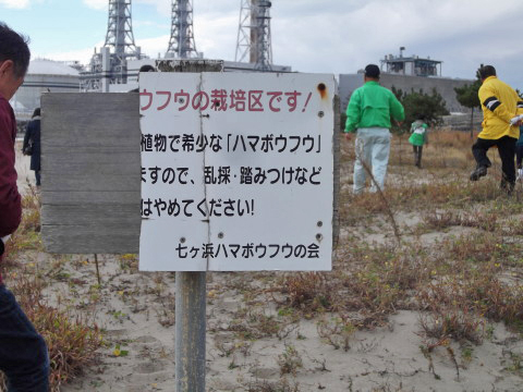 ハマボウフウの踏みつけや乱獲を防止するための看板