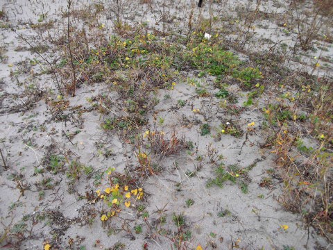 砂浜に生えている植物を見ながら「ハマボウフウ」を探す