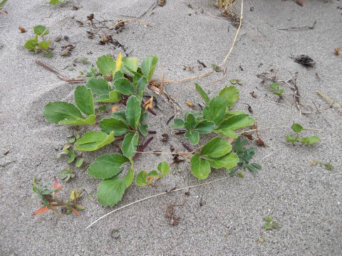 ハマボウフウを発見！