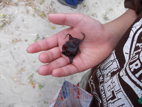 エイの卵をもらった