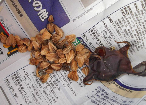 ハマボウフウの種