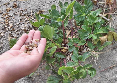 ハマボウフウと種