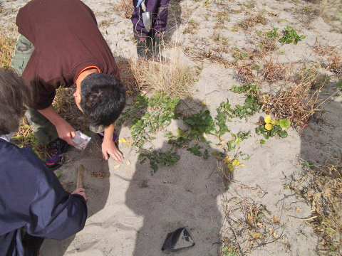 ハマボウフウの種を植える息子