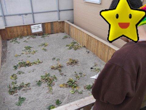 あらはま里浜ロッジで育てられているハマボウフウ