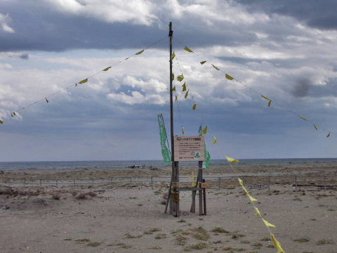 閖上にあるハマボウフウ保護区