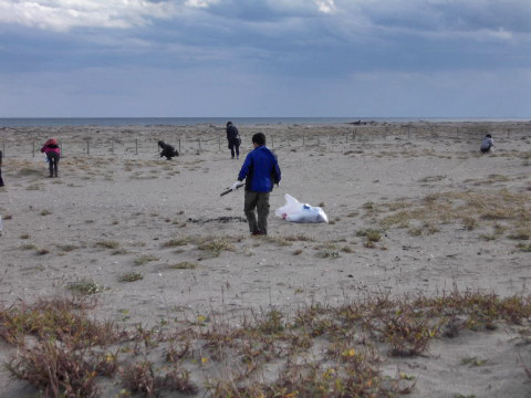 ハマボウフウ保護区の清掃活動に参加する息子