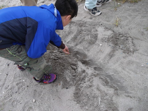 閖上のハマボウフウ保護区で種を撒く息子