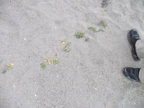 足元にはハマボウフウの新たな命が